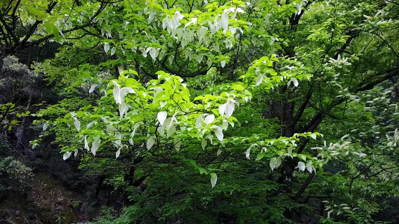 央視人文紀(jì)錄片《陰平古道》第四集  生靈