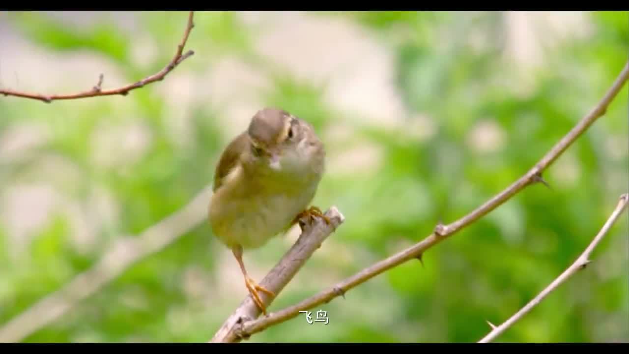 藍(lán)牙音箱產(chǎn)品宣傳片拍攝